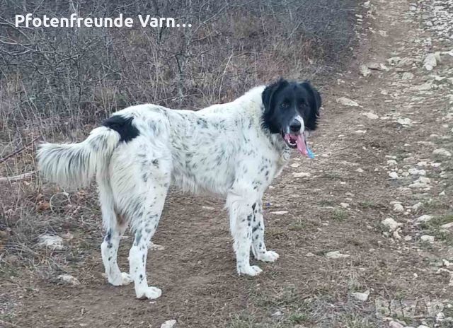 Подарявам българско овчарско куче, снимка 1 - Каракачанска овчарка - 45593612