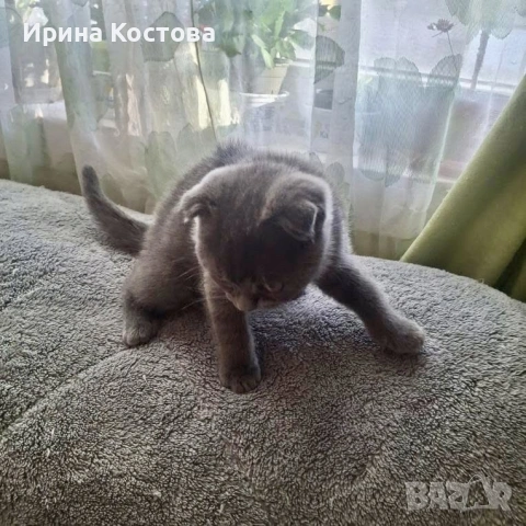 Продават се шотландски клепоухи котенца, снимка 3 - Британска късокосместа - 53937686