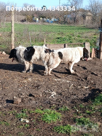 Българско овчарско куче, снимка 17 - Каракачанска овчарка - 53669702