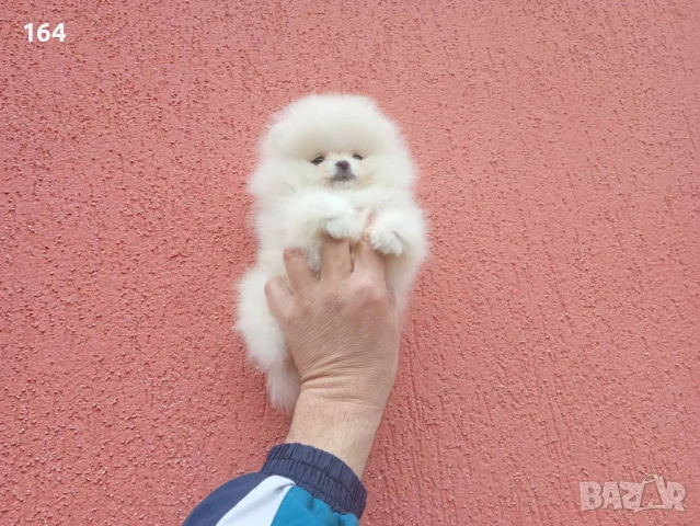 Померан. Реални снимки !