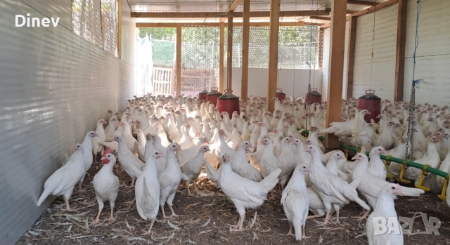 Бял легхорн ярки, кокошки , снимка 5 - Кокошки и пуйки - 51671476