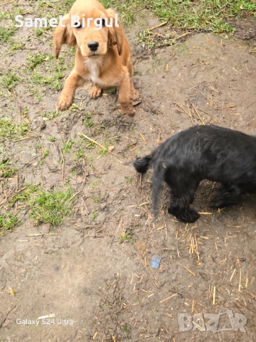 Кученца, снимка 10 - Кокер шпаньол - 52924891