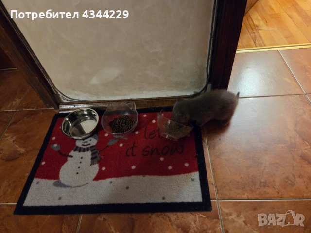 Продавам Британски  сиви късокосмести котенца