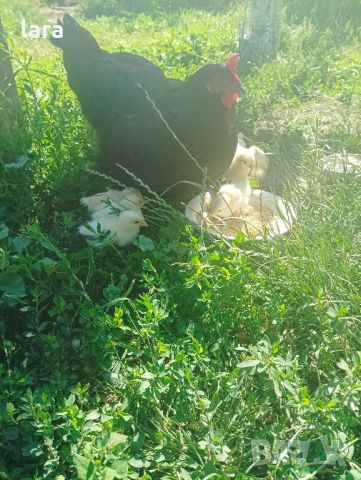 кокошка с пиленца, снимка 5 - Кокошки и пуйки - 46347638