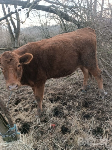 Продавам крави