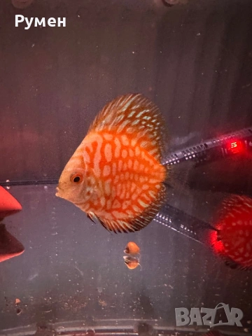 Продавам млади дискуси, снимка 6 - Рибки - 53222453