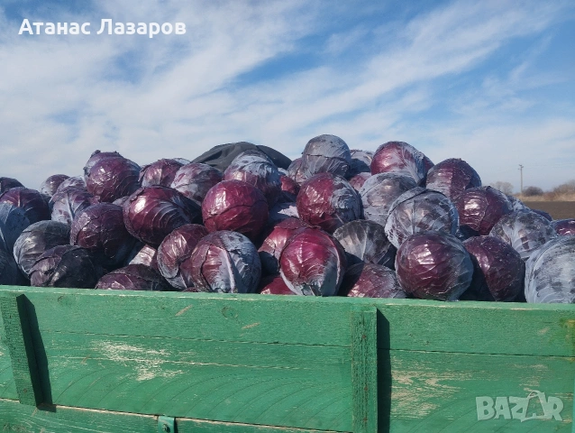 Продавам ЧЕРВЕНО ЗЕЛЕ НА ЕДРО!!!