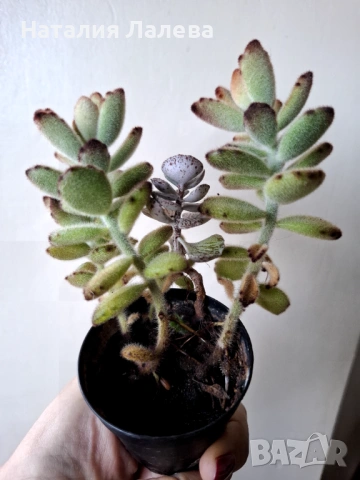 Каланхое, kalanchoe tomentosa, kalanchoe rombophilosa, снимка 4 - Стайни растения - 53138718