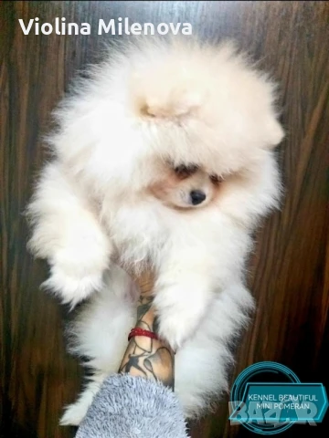 Мини померани от родословни родители, снимка 1