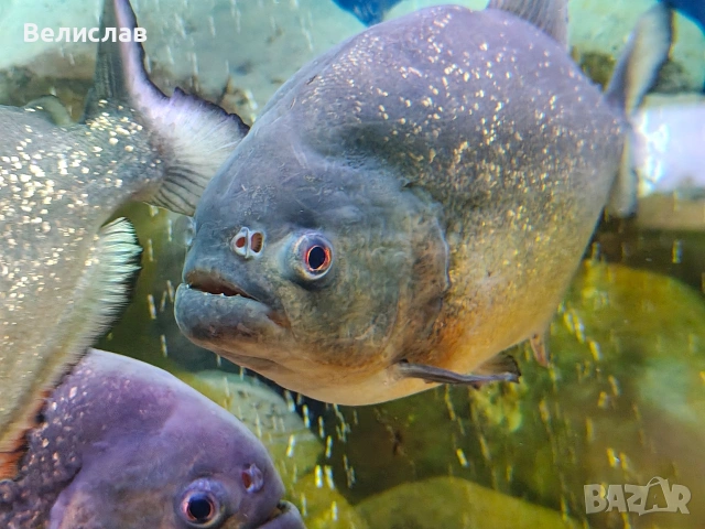 Червена пираня 25см. , снимка 2 - Рибки - 53267289