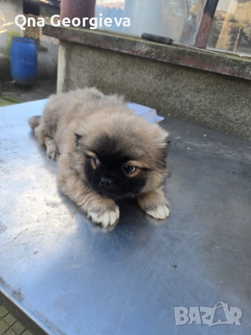 Чистокръвен мъжки пекинез , снимка 2 - Пекинез - 53024631