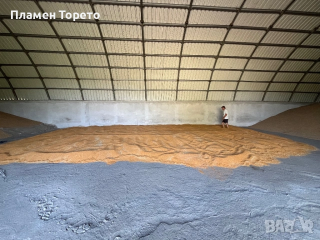 Продавам Пшеница, Просо, Слънчоглед и Леща - реколта 2025, снимка 3 - За селскостопански - 53101490