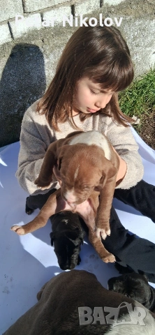 питбулчета, снимка 2 - Питбул - 53259618