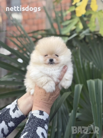 Истински мини померани с най късата муцунка , снимка 4 - Померан - 35342823