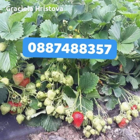 Продавам разсад ягоди , снимка 7 - Градински цветя и растения - 53679981