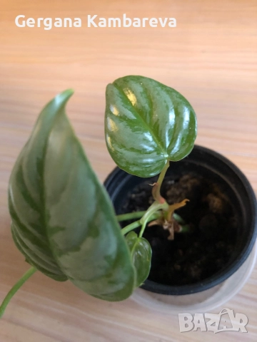 Philodendron Sodiroi , снимка 3 - Стайни растения - 52671564