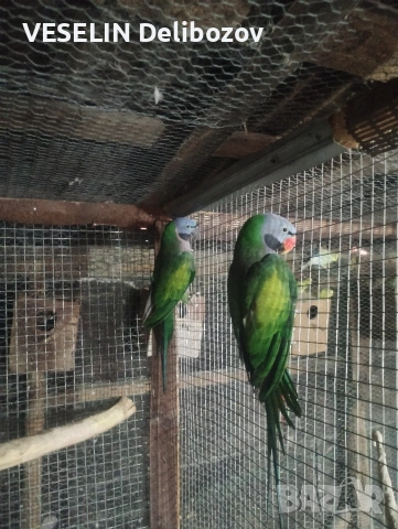 продавам папагали , снимка 4 - Папагали - 53725252
