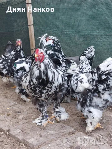 Разплодни яйца , снимка 5 - други­ - 49704952