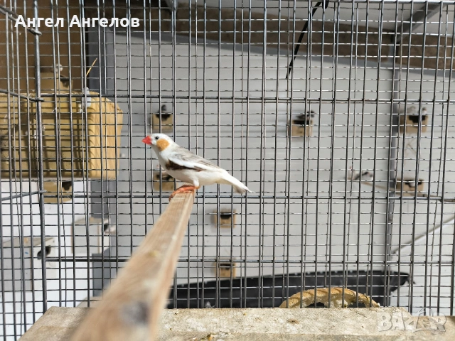 зеброви амадини , снимка 2 - Амадини - 53802262