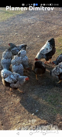 Виандот Сребърен оплодени яйца , снимка 8 - други­ - 53828757