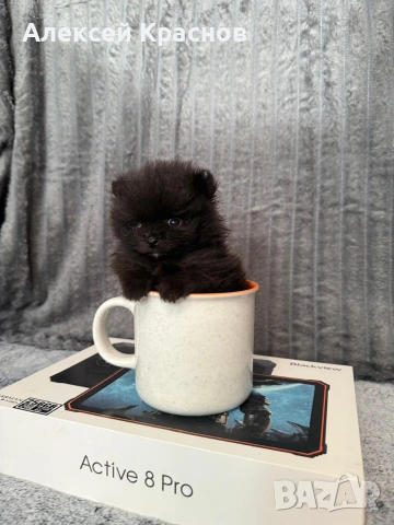 микро померан