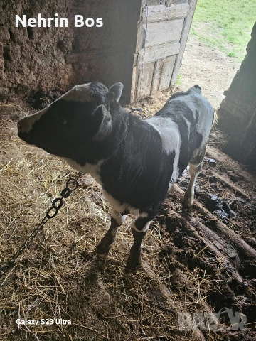 tele napulno yade , снимка 2 - Крави - 53923888