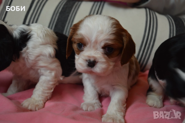 Кавалер Кинг Чарлз Шпаньол, снимка 6 - Кавалер кинг чарлз шпаньол - 52735606