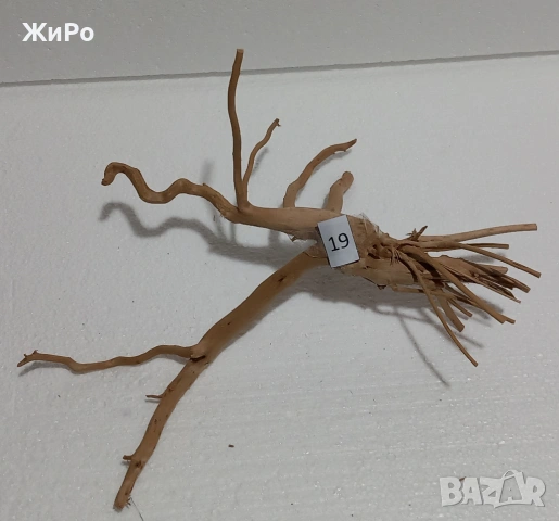 Корен от Азалия /декорация/ 19, снимка 2 - Други - 48936449