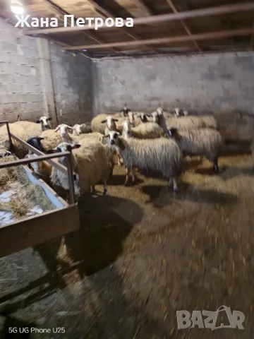 Овце-порода ХИУС, снимка 1