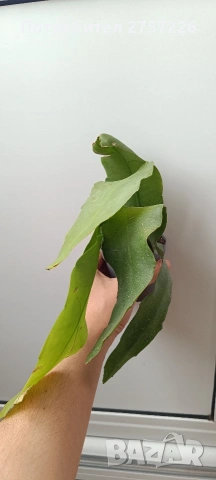 Epiphillym oxypetalum, снимка 4 - Стайни растения - 54187753