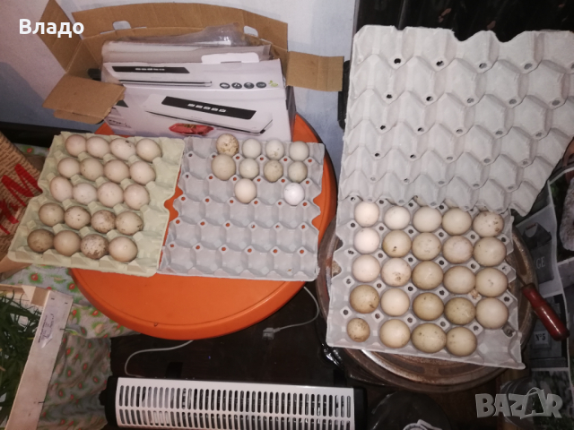 Продавам оплодени яйца от неми патици (юрдечки), снимка 3 - други­ - 45060323