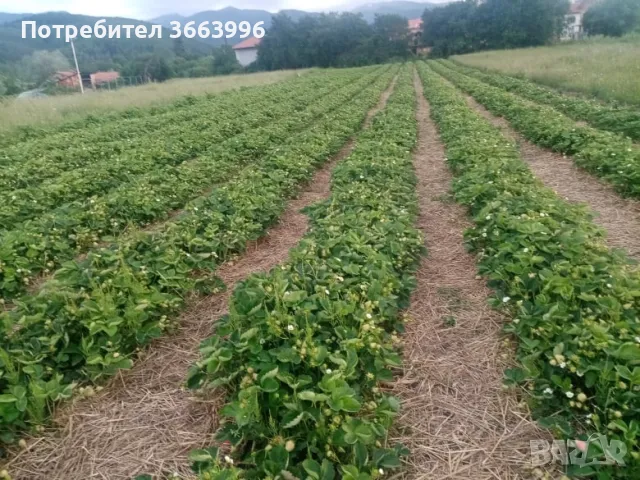 Продавам елитен разсад ягоди и малини , снимка 17 - Разсади - 39922116