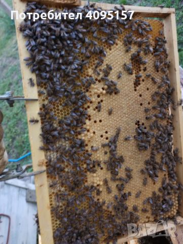 Пчелни отводки и семейства, снимка 1 - Други животни - 45697845