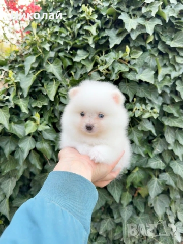 Померан мини момиче. Померанче, снимка 6 - Померан - 54216985