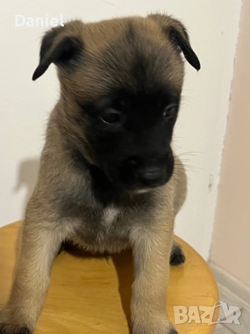 Белгийска овчарка-Малиноа , снимка 3 - Белгийска овчарка - 52623774