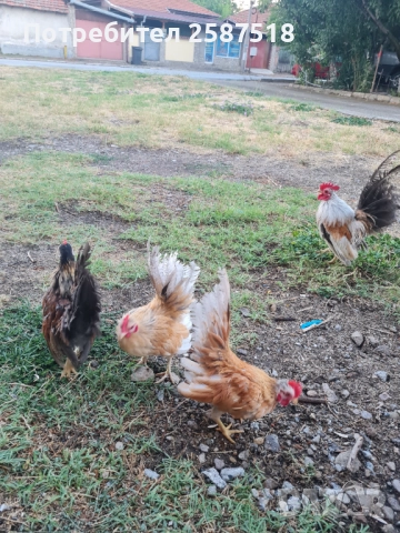 Свободни петлета Серами