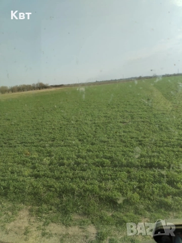 Продавам семе люцерна, снимка 3 - Сортови семена и луковици - 51738319