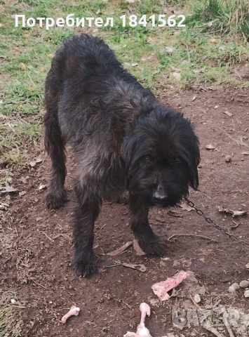 Продават се гончета , снимка 5 - Гонче - 53605190