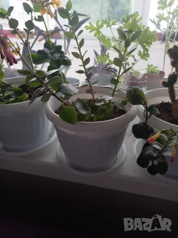 Каскадно каланхое, снимка 11 - Стайни растения - 44175683