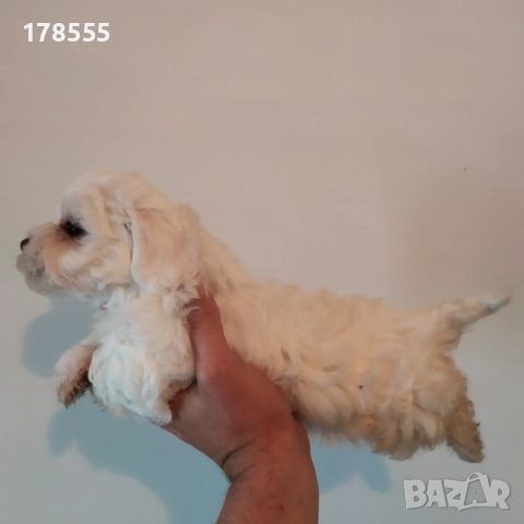 Мини малтийски болонки!!!, снимка 3 - Болонка - 52788613