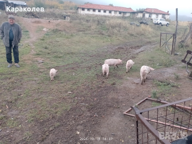 Прасета за угояване и банкети, снимка 3 - Прасета - 52101419