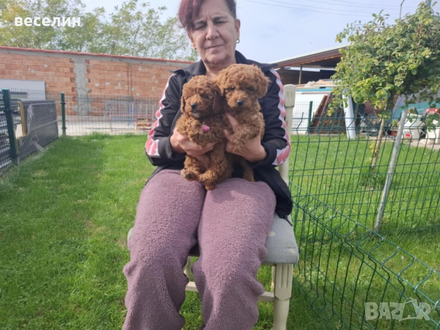 продавам пудел, снимка 1