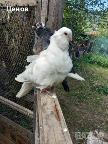 Продавам китайски чайки, снимка 3 - Гълъби - 47866473