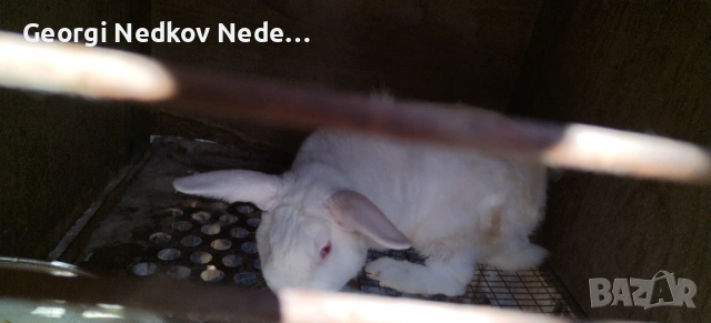 Продавам зайци, снимка 3 - Други животни - 53790923