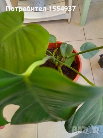 Филадендрон 60 см в саксия, снимка 2 - Стайни растения - 52938145