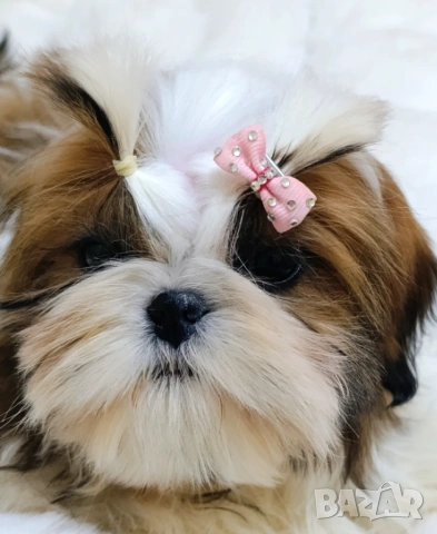 Бебе Ши Тцу /SHIH TZU baby