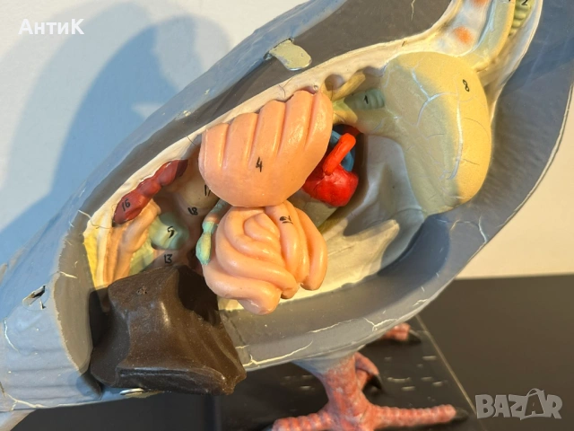 Соц Учебен Анатомичен Модел на Гълъб, снимка 8 - Антикварни и старинни предмети - 53667367
