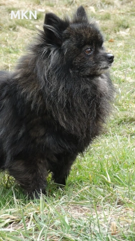 Малък шпиц и померан, снимка 4 - Померан - 53665717