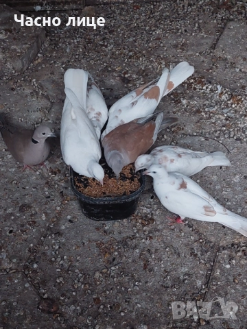 Бяли смеещисе гугутки , снимка 4 - други­ - 52187444
