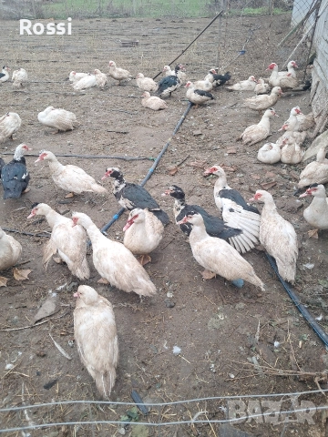 Неми патици, снимка 3 - Патици и гъски - 52865822